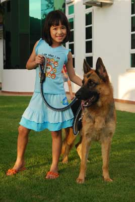 German Shepherd Penang Malaysia